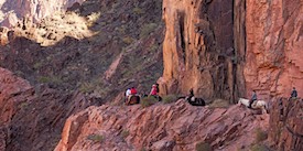 Grand Canyon Mules_90135598